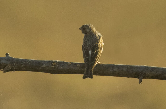 White-rumped Seedeater