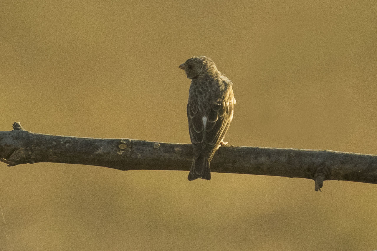 White-rumped Seedeater
