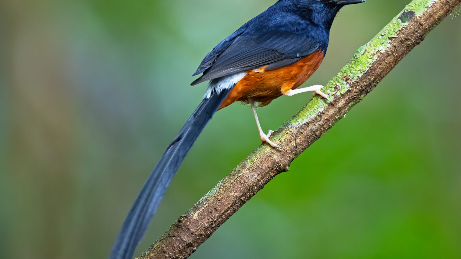 White-rumped Shama