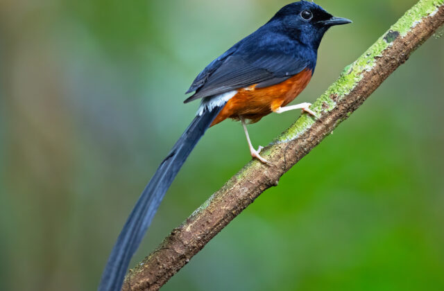 White-rumped Shama