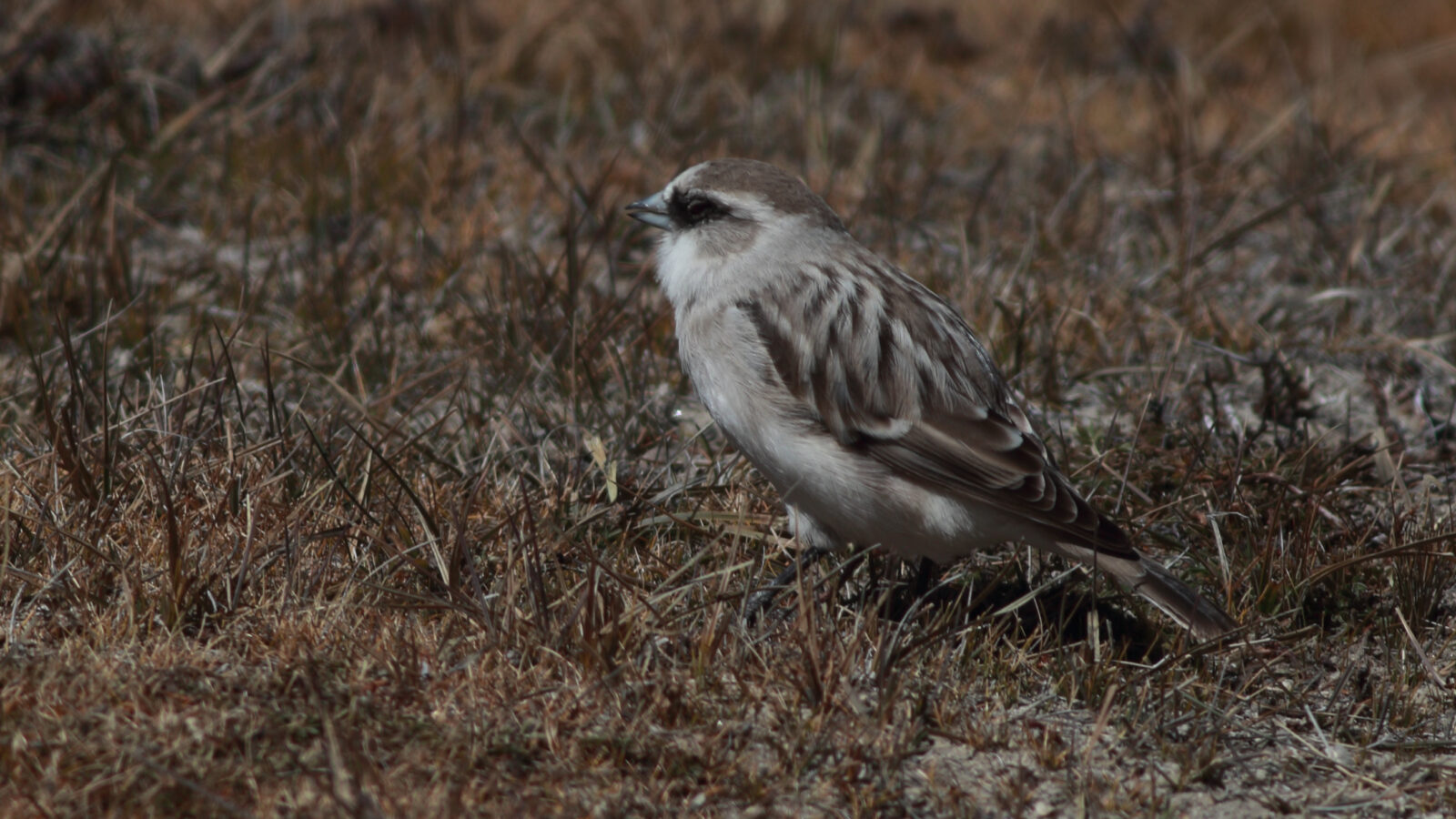 White-rumped Snowfinch