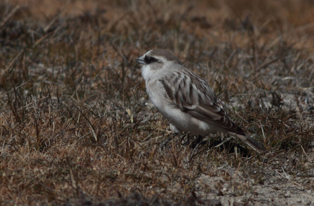White-rumped Snowfinch