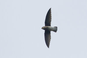 White-rumped Spinetail