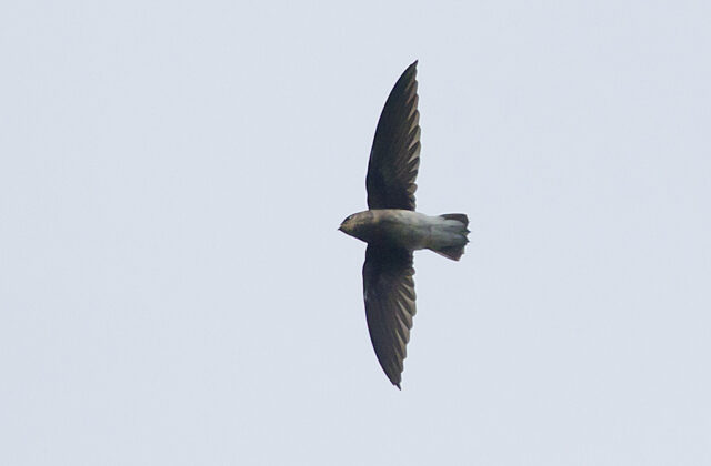 White-rumped Spinetail