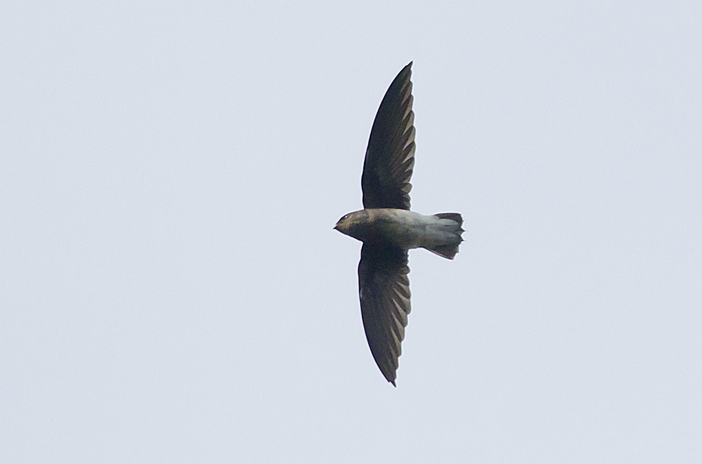 White-rumped Spinetail