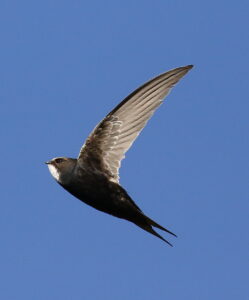 White-rumped Swift
