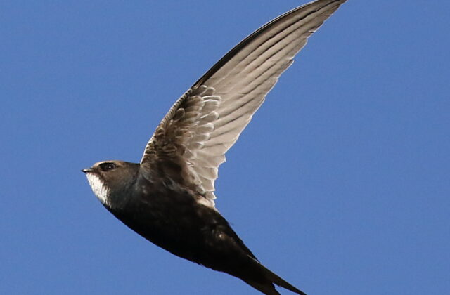 White-rumped Swift