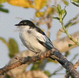 White-shouldered Triller