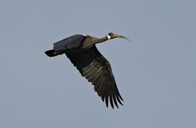 White-shouldered Ibis