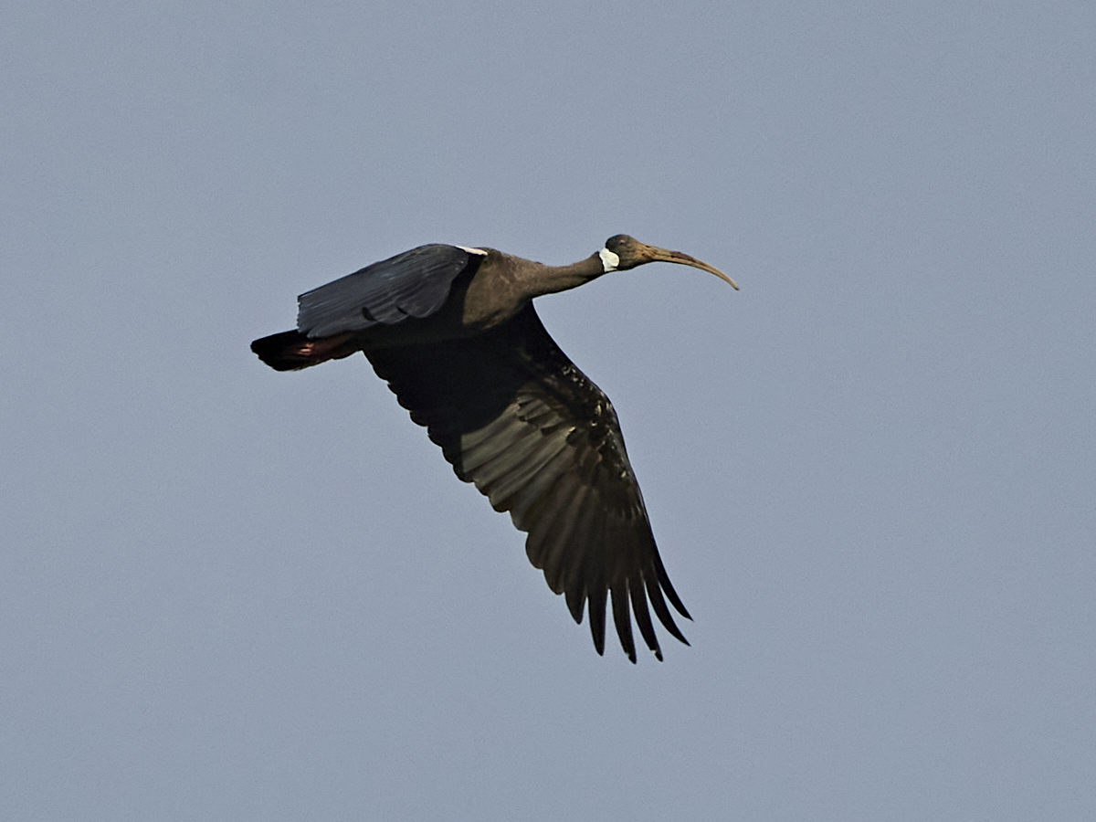 White-shouldered Ibis