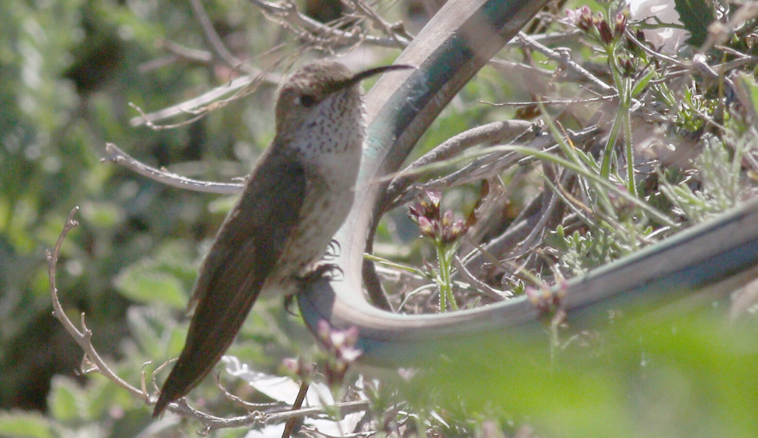 White-sided Hillstar