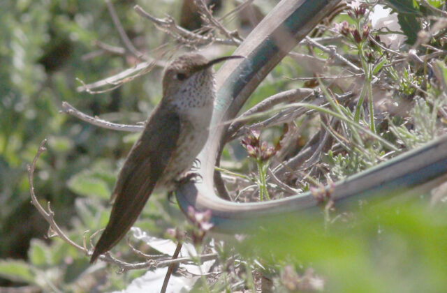 White-sided Hillstar