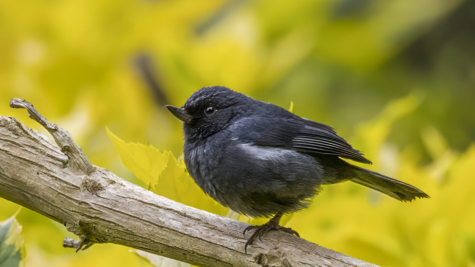 White-sided Flowerpiercer
