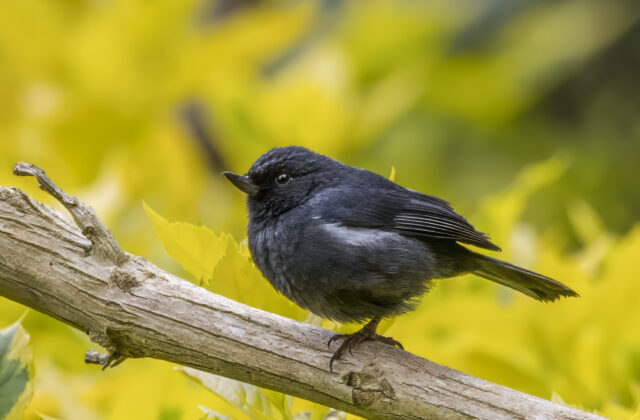 White-sided Flowerpiercer