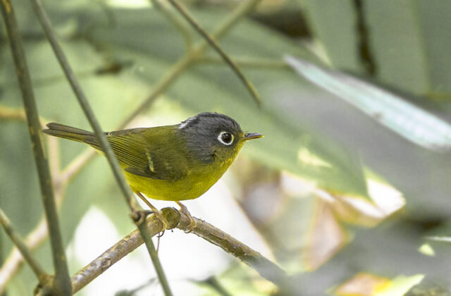 White-spectacled Warbler