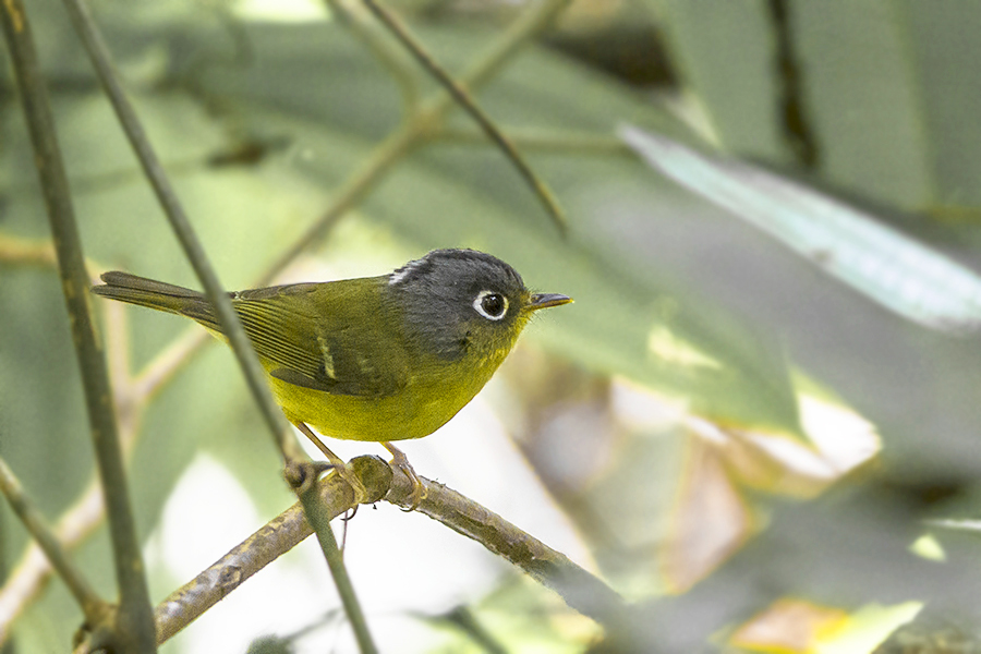White-spectacled Warbler