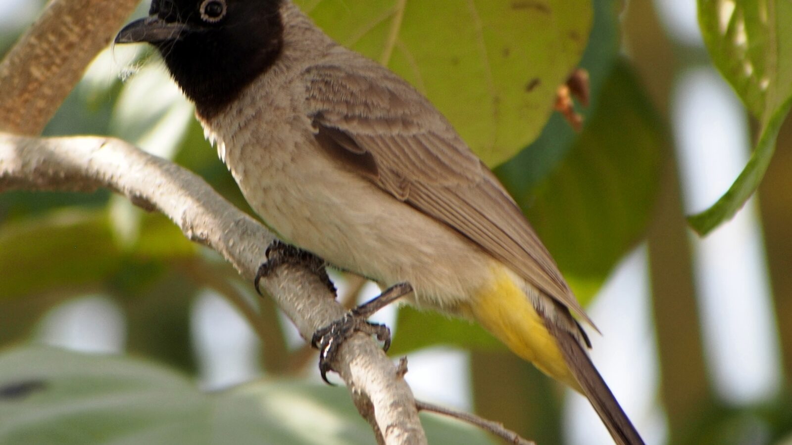 White-spectacled Bulbul