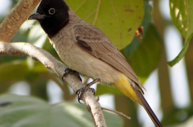 White-spectacled Bulbul