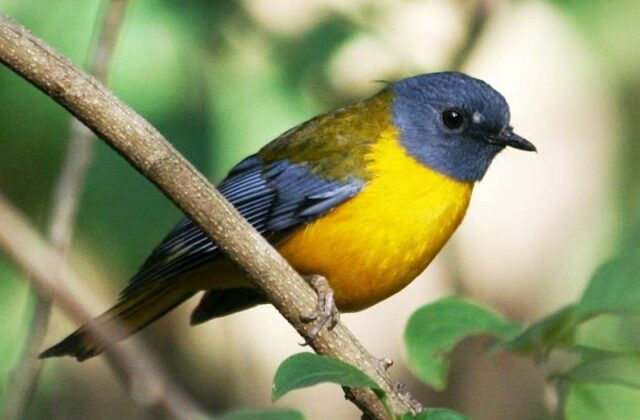 White-starred Robin