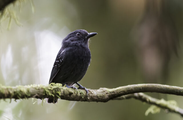 White-streaked Antvireo