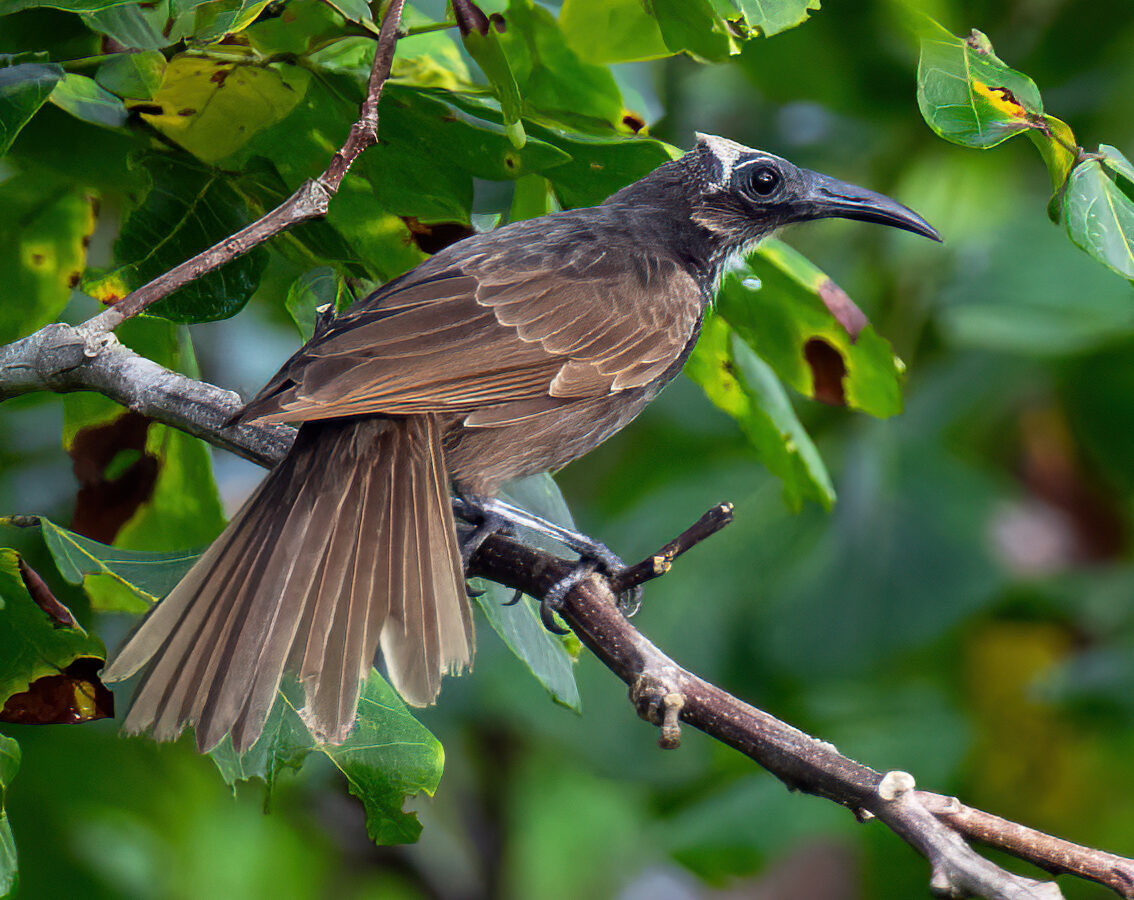 White-streaked Friarbird