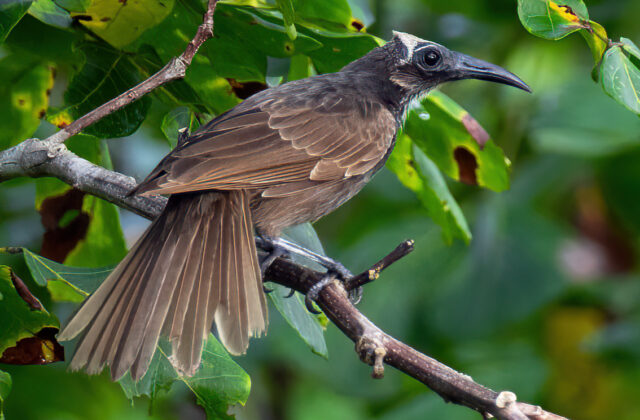 White-streaked Friarbird