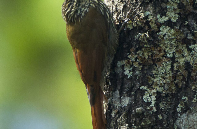 White-striped Woodcreeper