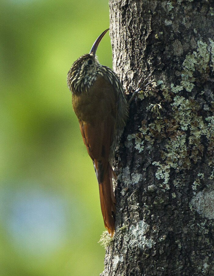 White-striped Woodcreeper