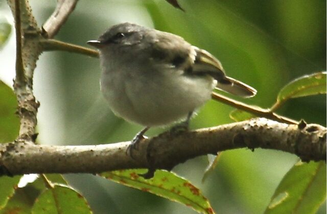 White-tailed Tyrannulet