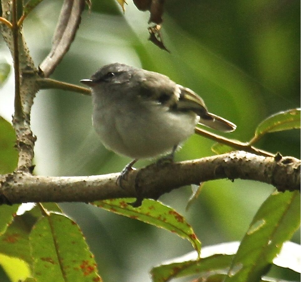 White-tailed Tyrannulet