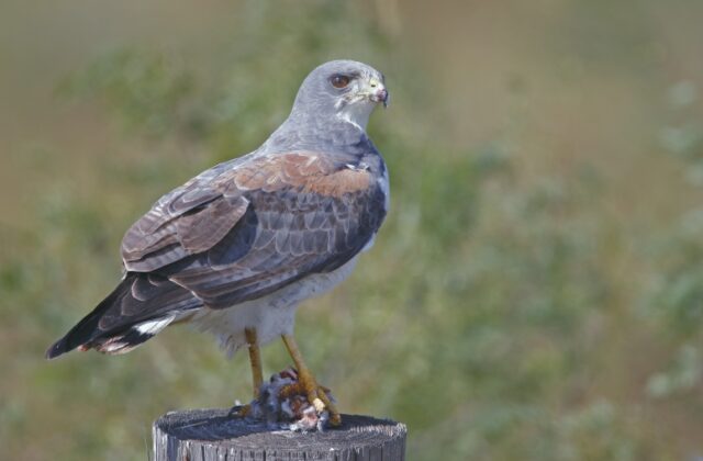White-tailed Hawk
