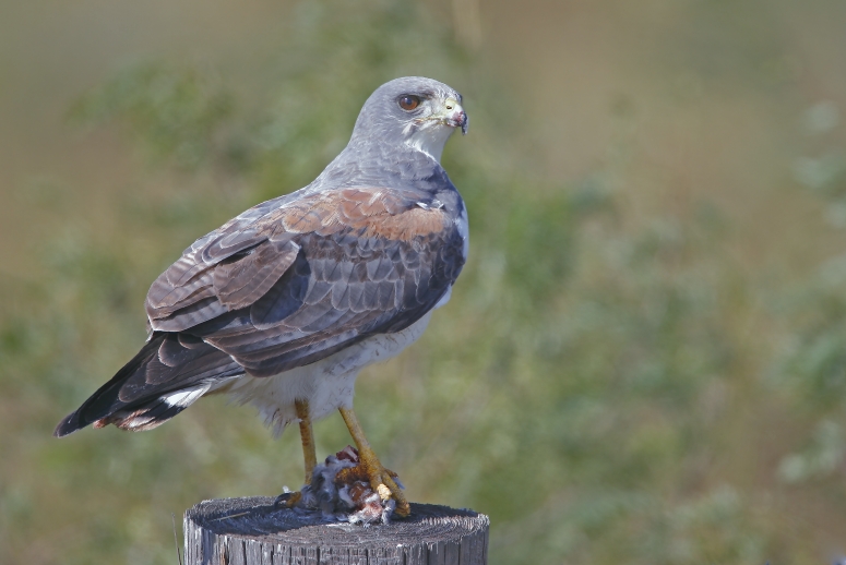 White-tailed Hawk