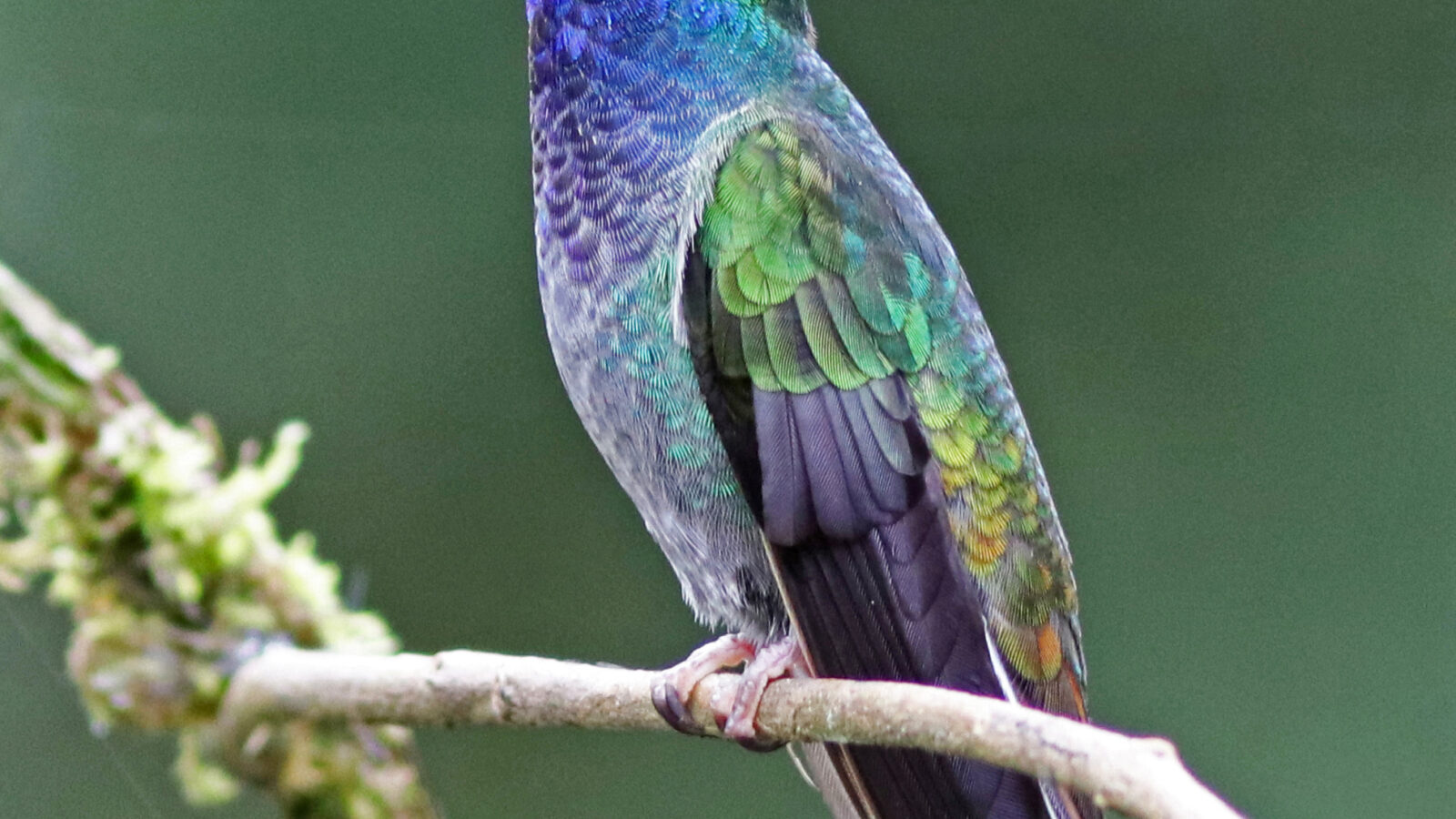 Green-backed Hillstar