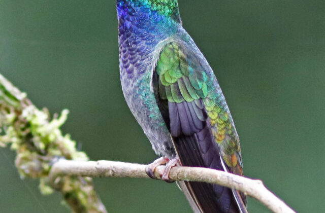 Green-backed Hillstar