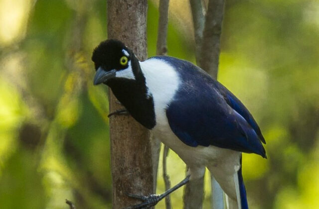 White-tailed Jay