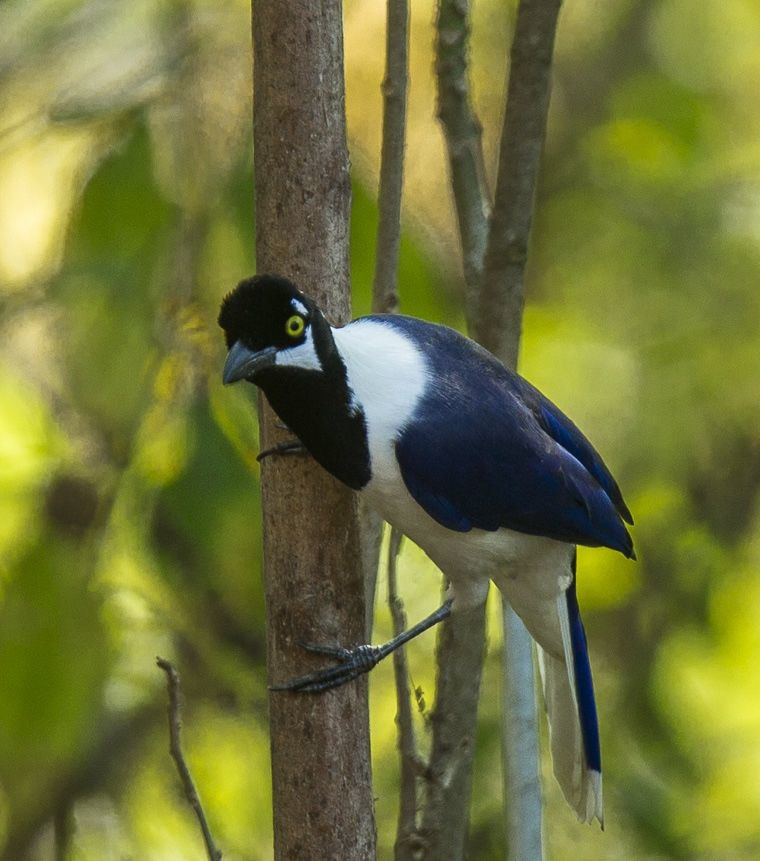 White-tailed Jay