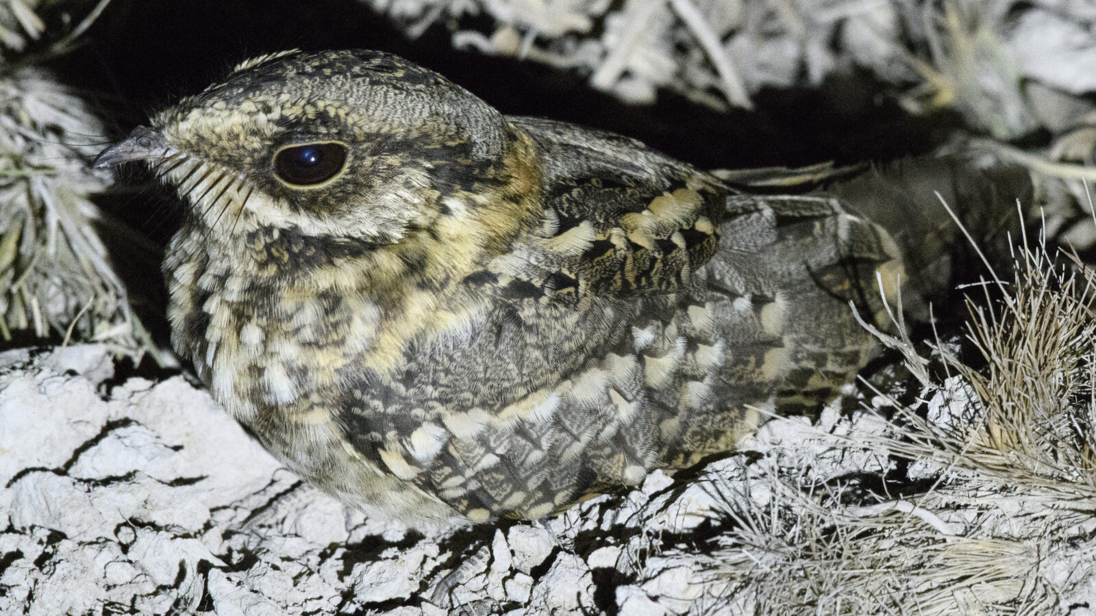White-tailed Nightjar