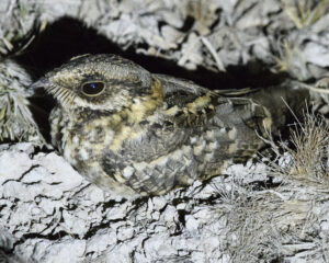 White-tailed Nightjar