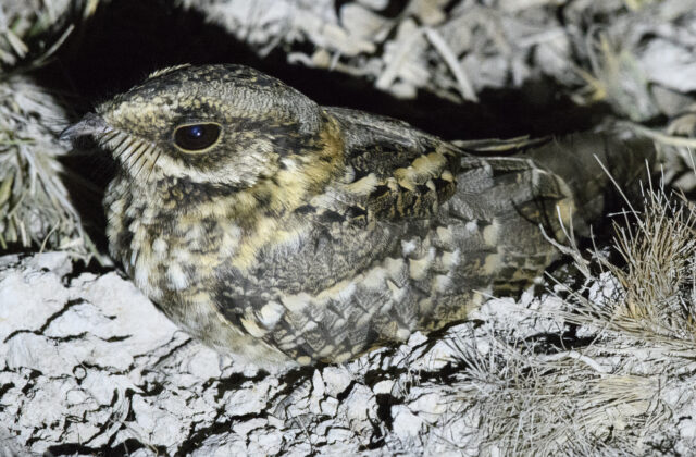White-tailed Nightjar