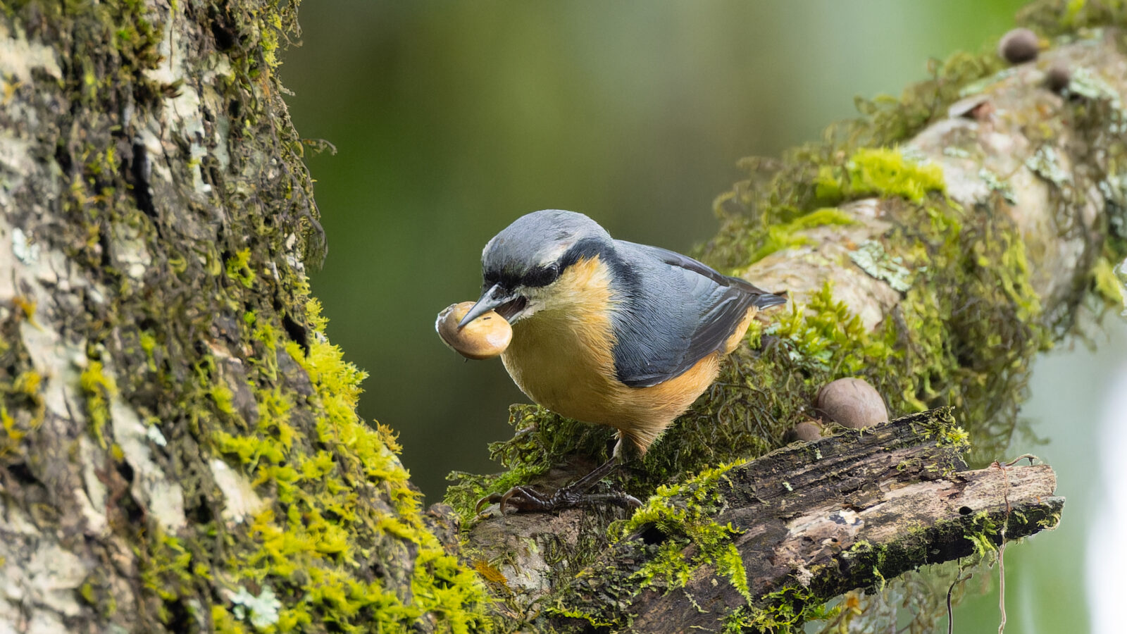 White-tailed Nuthatch