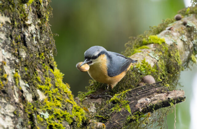 White-tailed Nuthatch