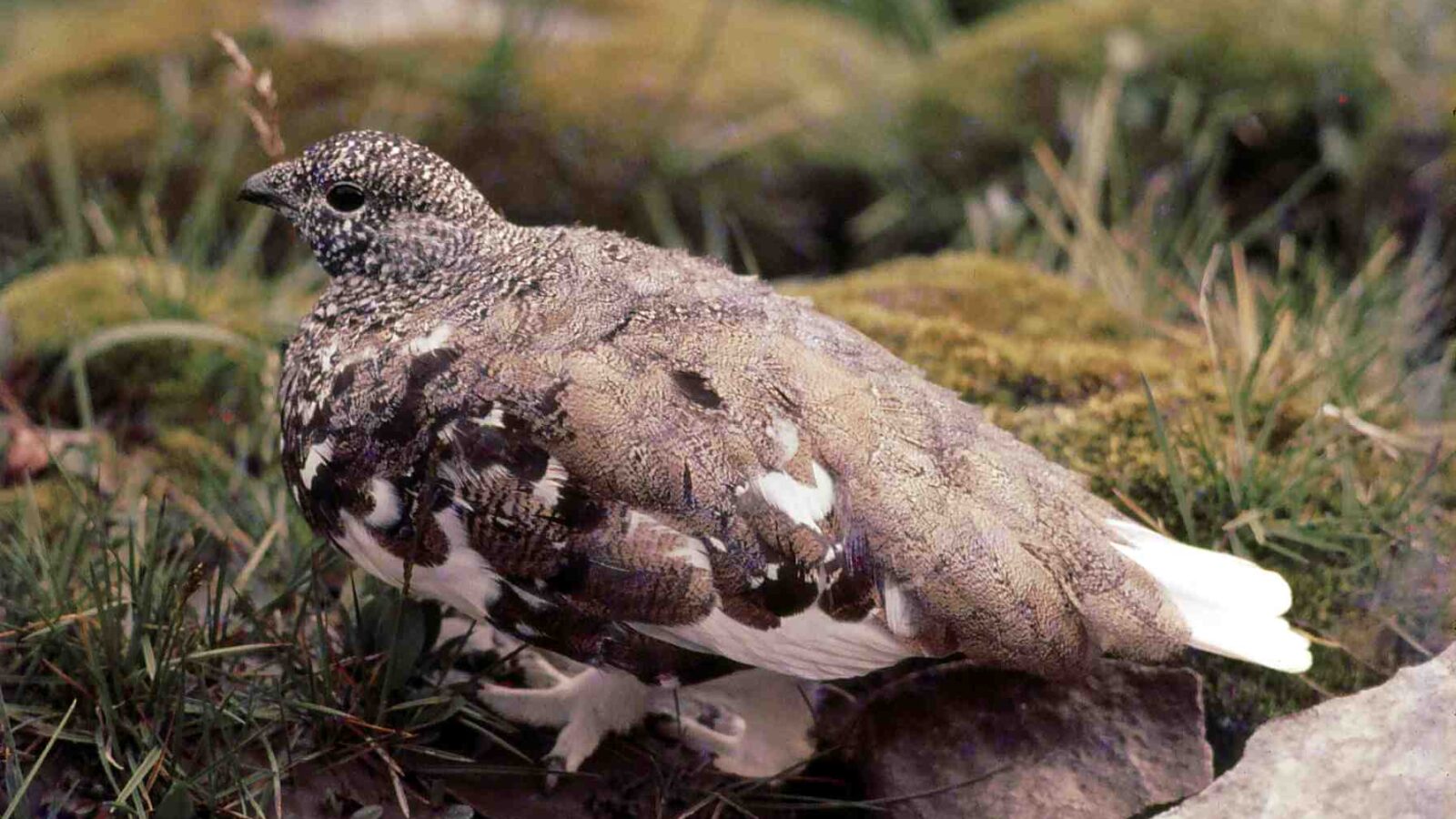 White-tailed Ptarmigan