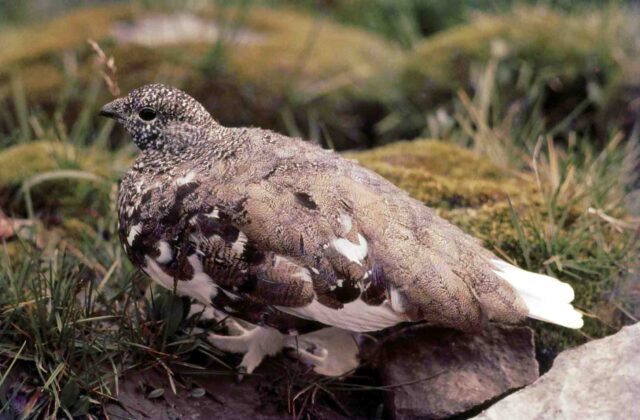 White-tailed Ptarmigan