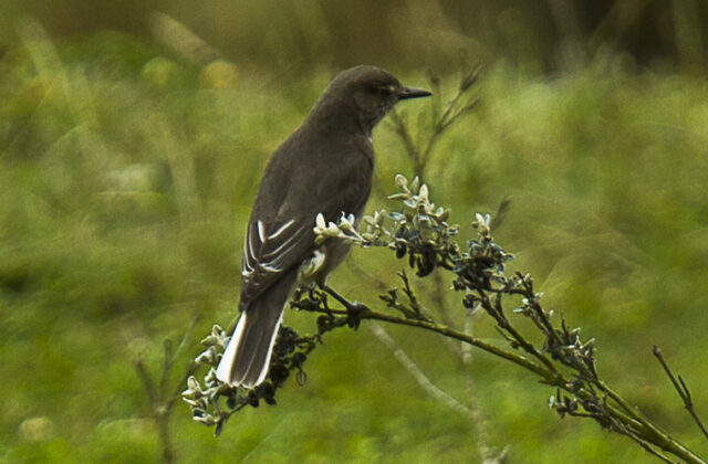 White-tailed Shrike-Tyrant