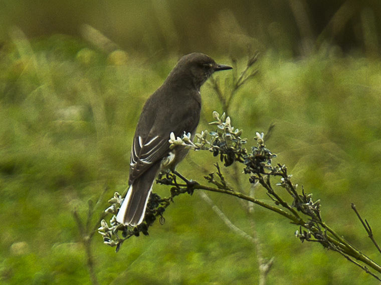 White-tailed Shrike-Tyrant