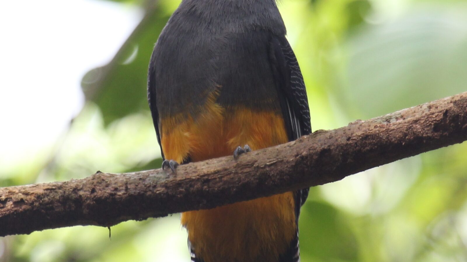 White-tailed Trogon