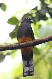 White-tailed Trogon