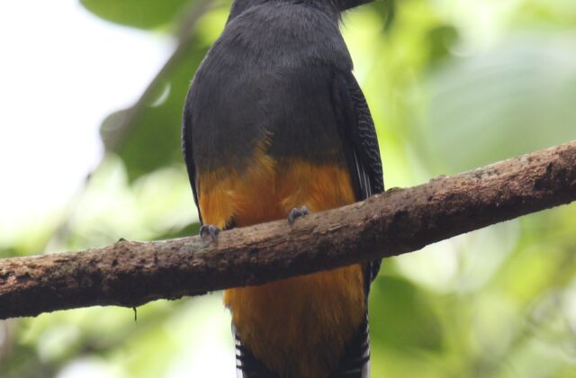 White-tailed Trogon