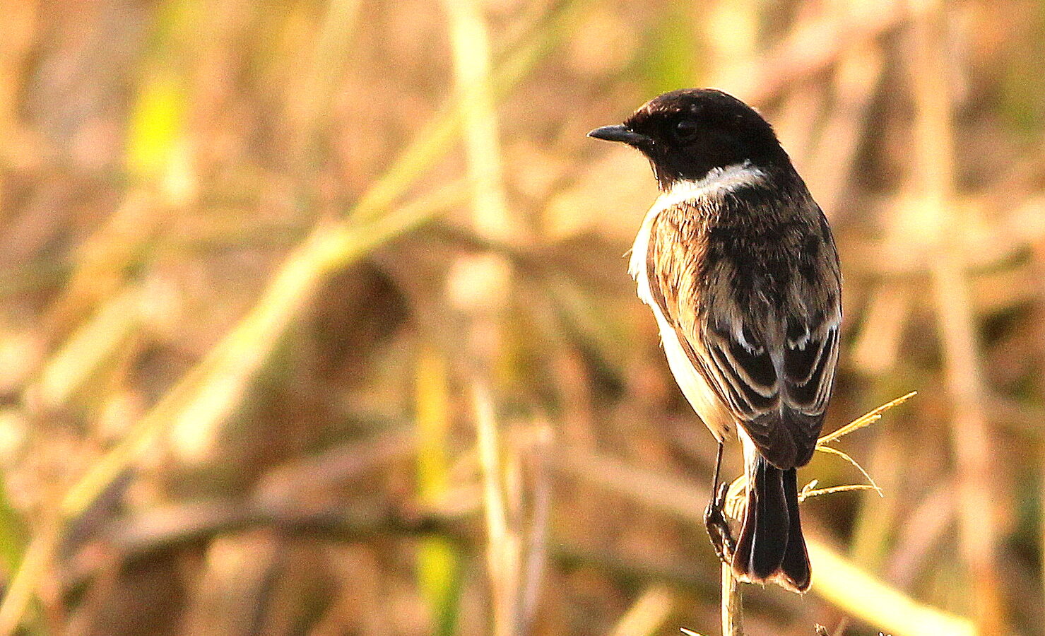 White-tailed Stonechat