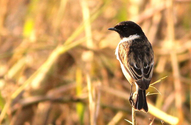 White-tailed Stonechat